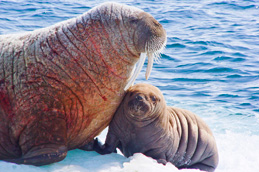 Two walrus, one adult and a calf